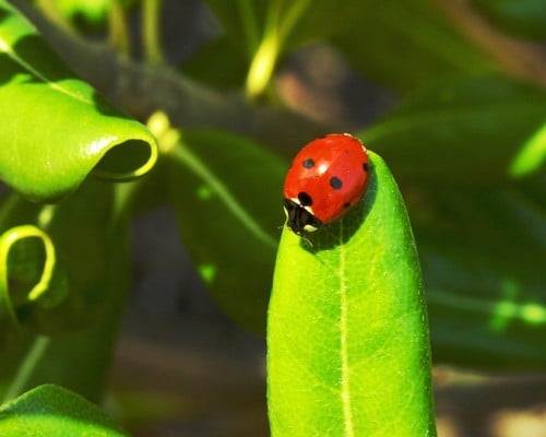 5.ladybug