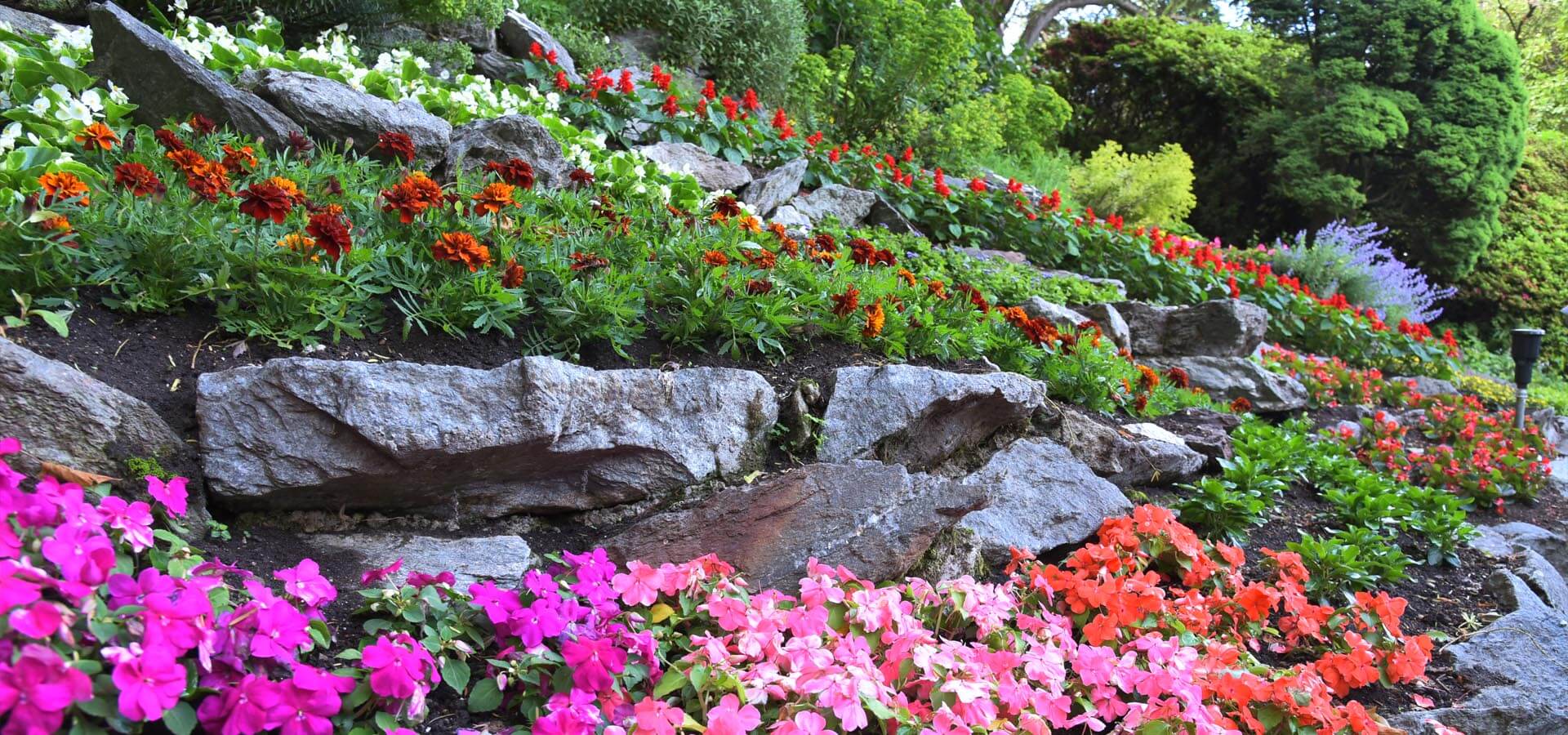 What plants are best for a rockery? Our guide