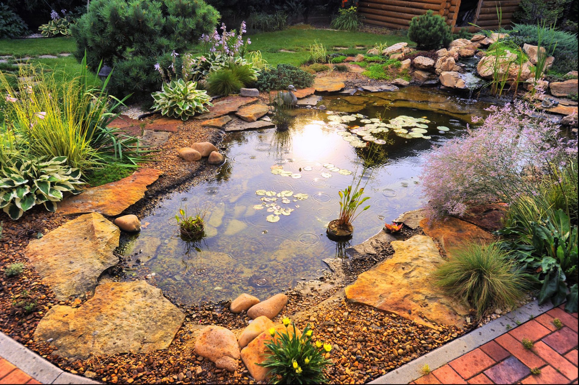 10 fish you can keep in your rockery pond