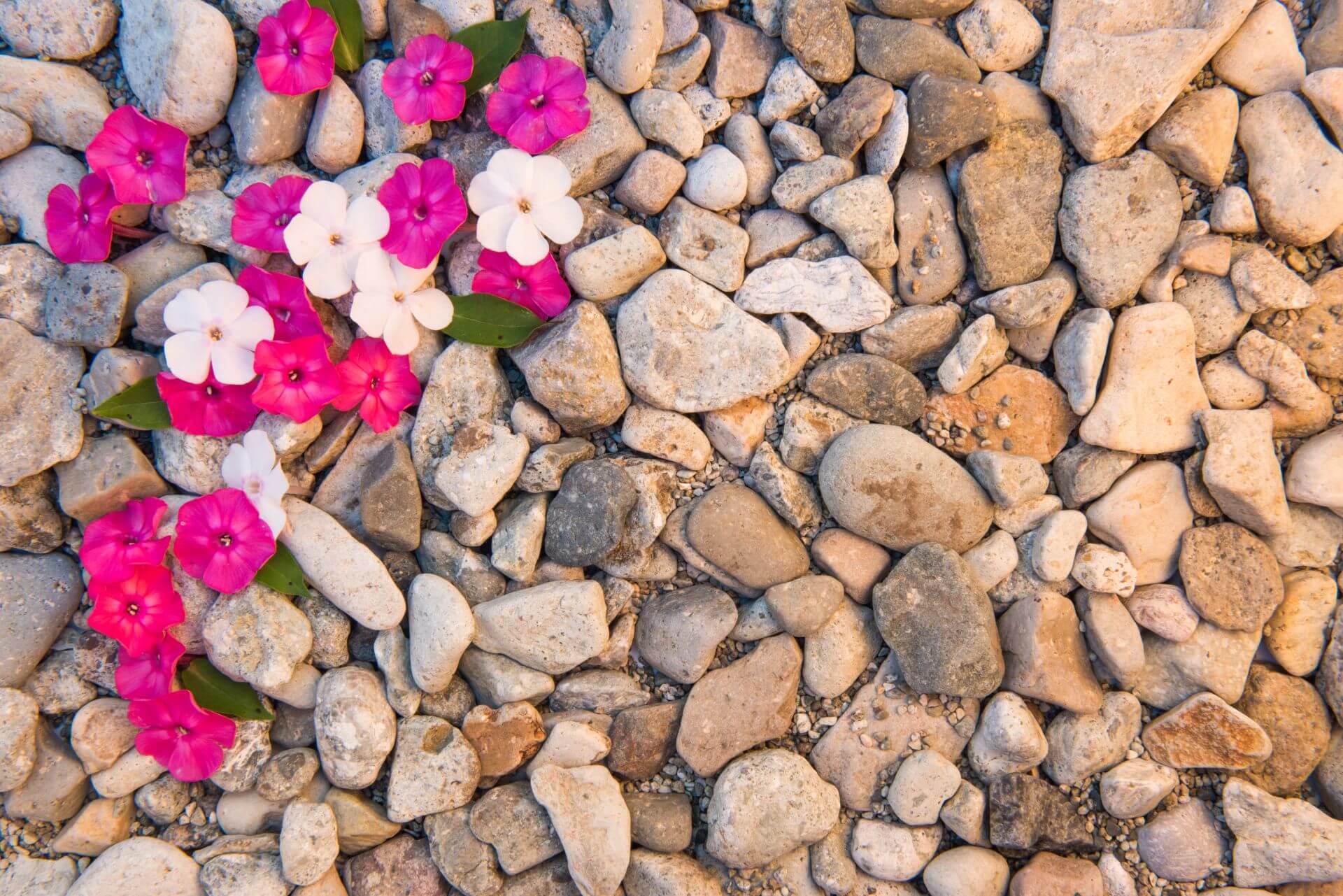 Can you use Scottish pebbles around plants? Our guide